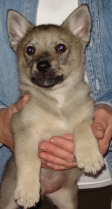 emil x maggie litter